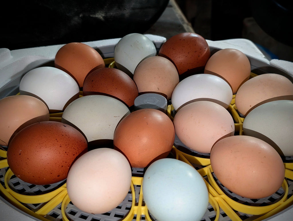 Assorted Chicken Hatching Eggs
