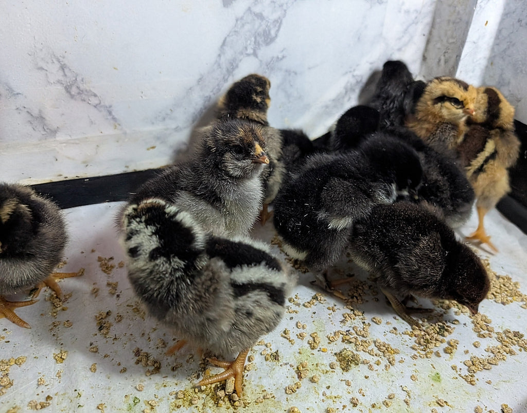 Assorted Chicken Hatching Eggs