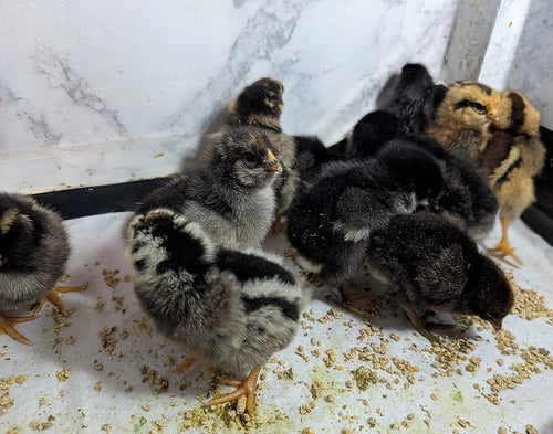 Assorted Chicken Hatching Eggs
